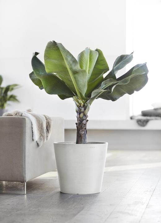 Actual product image Ecopots Amsterdam (26.30 cm)