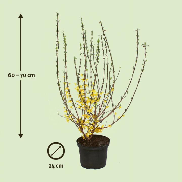 Produktbild Zulauf Forsythie / Forsythia x intermedia 'Weekend'® (70 cm, Tierfreundlich)