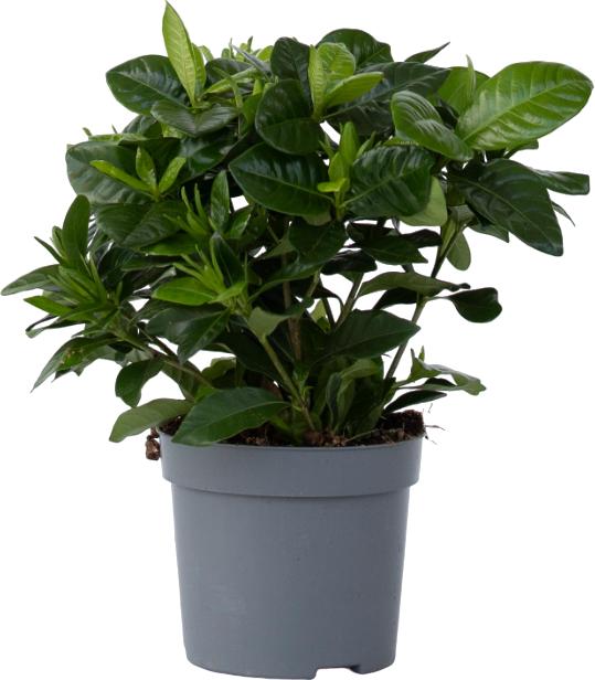 Actual product image Plant in a Box Gardenia Jasminoides - Gardenias (30 cm)