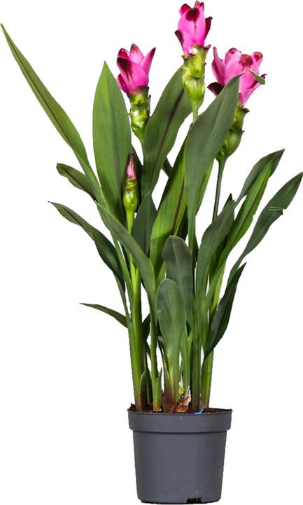 Image du produit Plant in a Box Curcuma alismatifolia 'Siam Splash' - Kurkumen (40 cm, Respectueux des animaux)