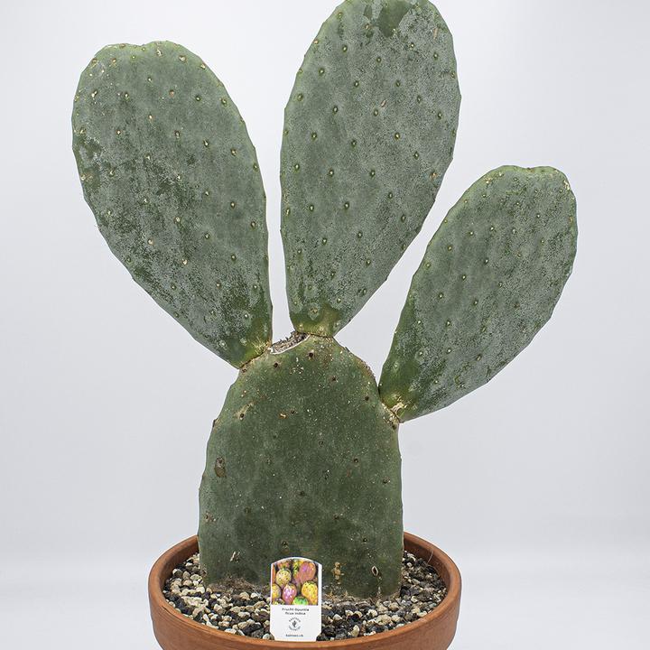 Produktbild Kakteen Gautschi Opuntia essbare Früchte (55 cm)