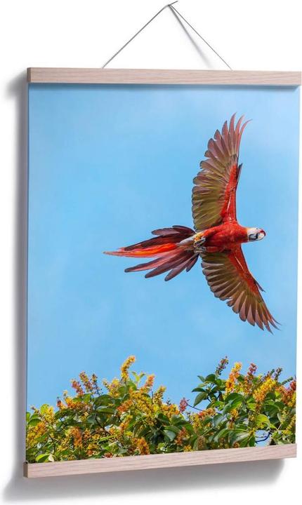 Produktbild Trenddeko Colombo – Papagei im Flug (80 x 100 cm)