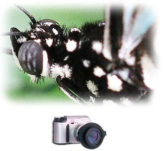 Produktbild Raynox DCR-250, Makro / Nahbereichs Vorsatzobjektiv (Makro-Zwischenring, Universell)