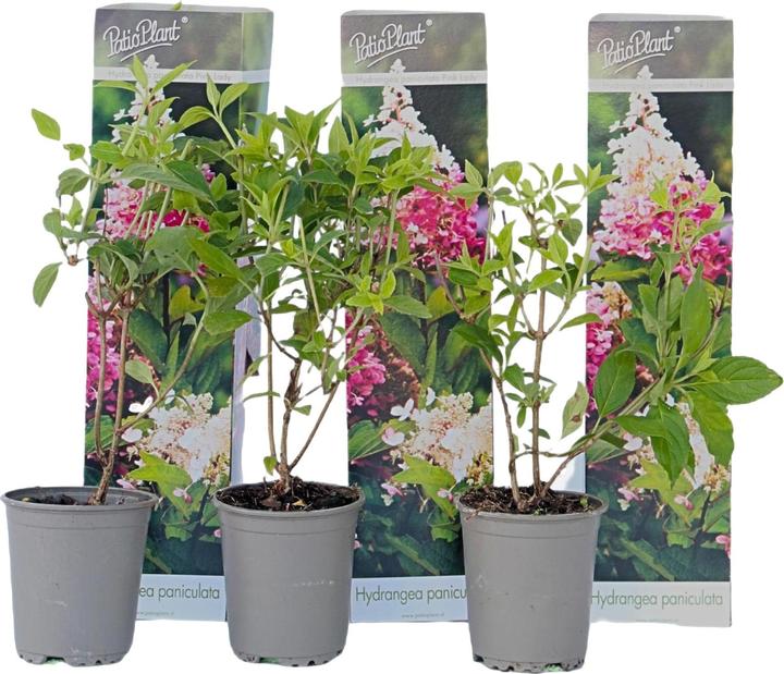 Image du produit Plant in a Box Hydrangea Paniculata 'Pink Lady' - Set de 3 hortensias (25 cm)