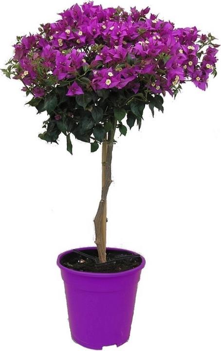Actual product image Plant in a Box Bougainvillea 'Alexandra' - (50 cm)