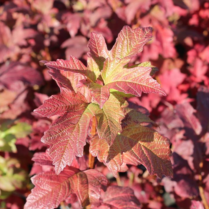 Image du produit Zulauf Gemeiner Schneeball / Viburnum opulus 'Roseum' (100 cm)