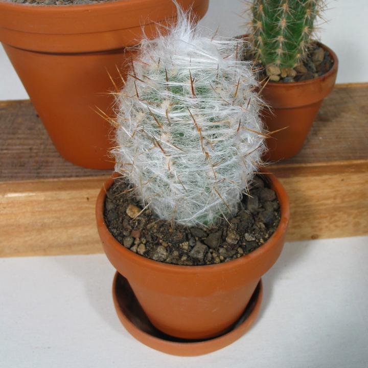 Immagine prodotto Kakteen Gautschi Vecchi pelosi (20 cm)