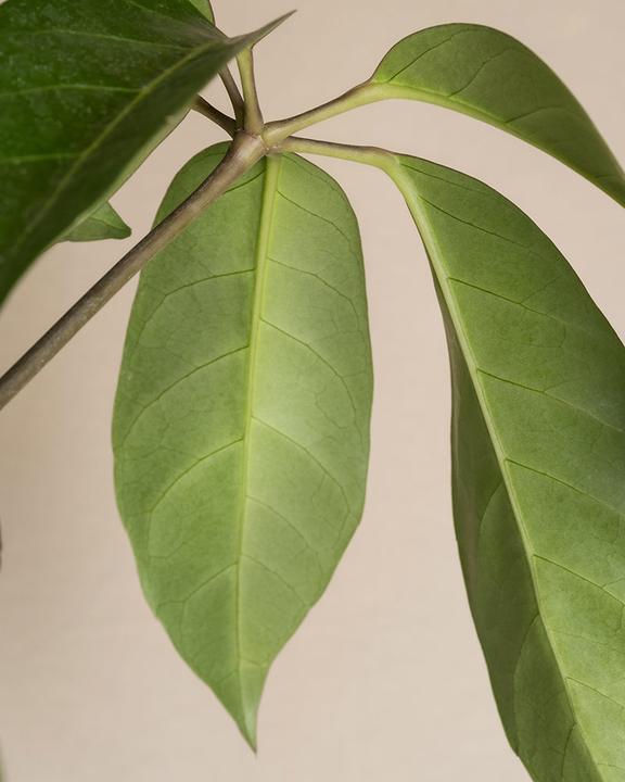 Immagine prodotto feey Schefflera amate (105 cm, Appena rinvasata)