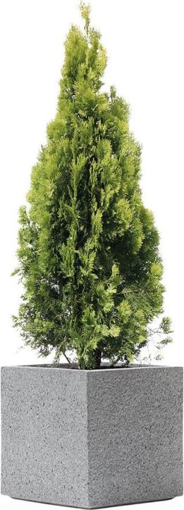 Image du produit Kirschke Rockline (44 cm)