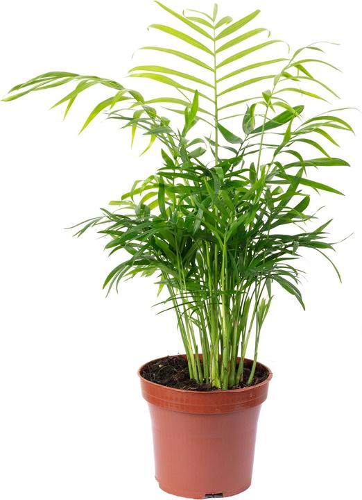Image du produit Flowerbox Bergpalme - Chamaedorea elegans (Respectueux des animaux)