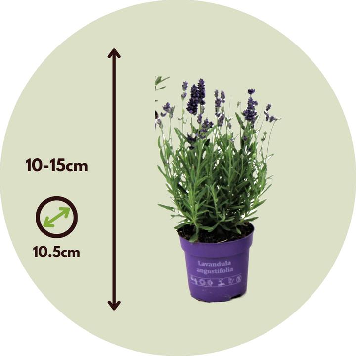 Produktbild Plant in a Box Lavandula angustifolia - 12er Set (15 cm)