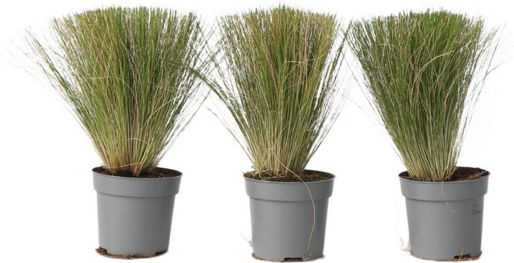 Image du produit Plant in a Box Stipa tenuifolia 'Pony Tails' - Set de 3 plumeaux décoratifs (20 cm)