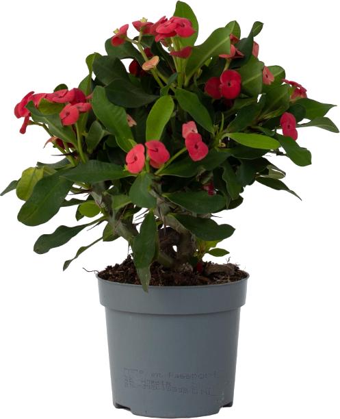 Actual product image Plant in a Box Euphorbia Milii - Honey locust (25 cm)