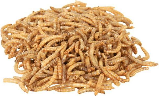 Image du produit Trixie Vers de farine (1 x, 0.07 kg)