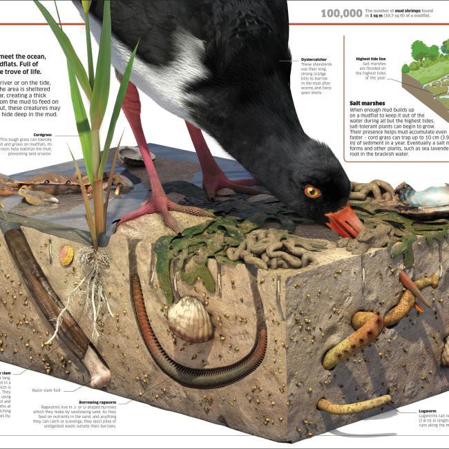 Actual product image Knowledge Encyclopedia Ocean! (English, Collectif, 2020)
