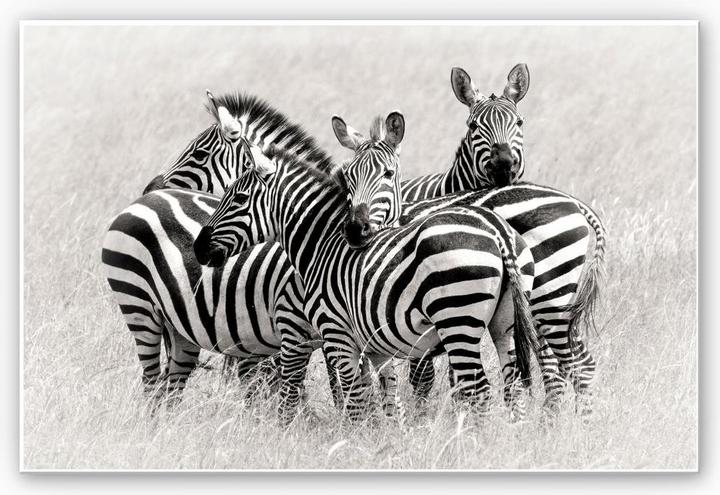 Produktbild Trenddeko Trubitsyn - Zebras in der Savanne (30 x 20 cm)