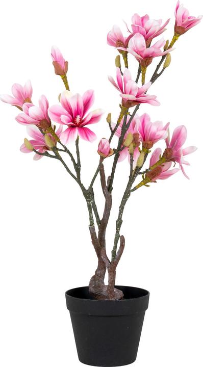 Produktbild House Nordic Magnolia (75 cm)