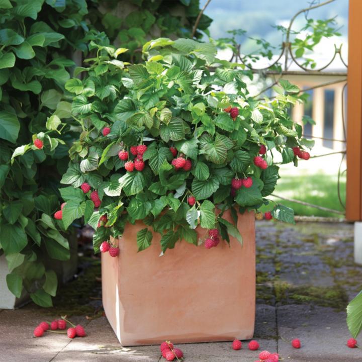 Produktbild Plant in a Box Rubus ideaus 'Autumn Bliss' - 3er Set Himbeerpflanzen (25 cm)