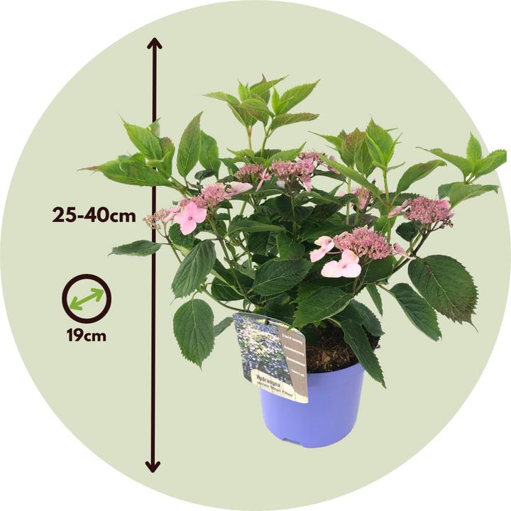 Immagine prodotto Plant in a Box Hydrangea serrata 'Magic Pillow' - Ortensia (25 cm)