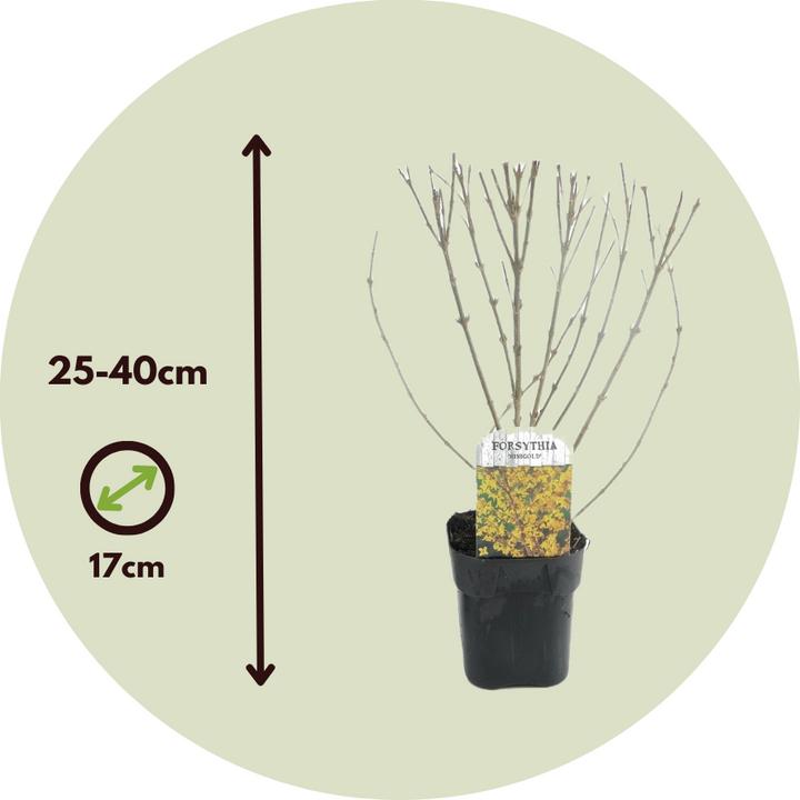 Actual product image Plant in a Box Forsythia intermedia 'Minigold' - Set of 4 Forsythia (25 cm)