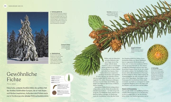 Image du produit Bäume - Eine Natur- und Kulturgeschichte (Allemand, Andrew Mikolajski, Michael Scott, Keith Rushforth, Dr. Ross Bayton, Agnes Pahler, 2022)