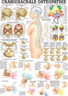 Actual product image Ruediger RÜDIGER Mini Poster Craniosacral Osteopathy 23 x 33 de (23 x 33 cm)