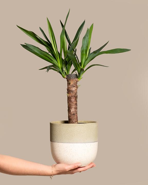 Actual product image feey Yucca (70 cm, Freshly repotted)