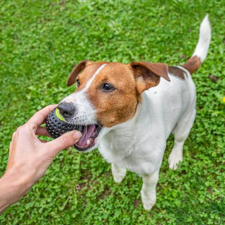 Image du produit Ferplast Chewa Boing (Jouet à balle chien)