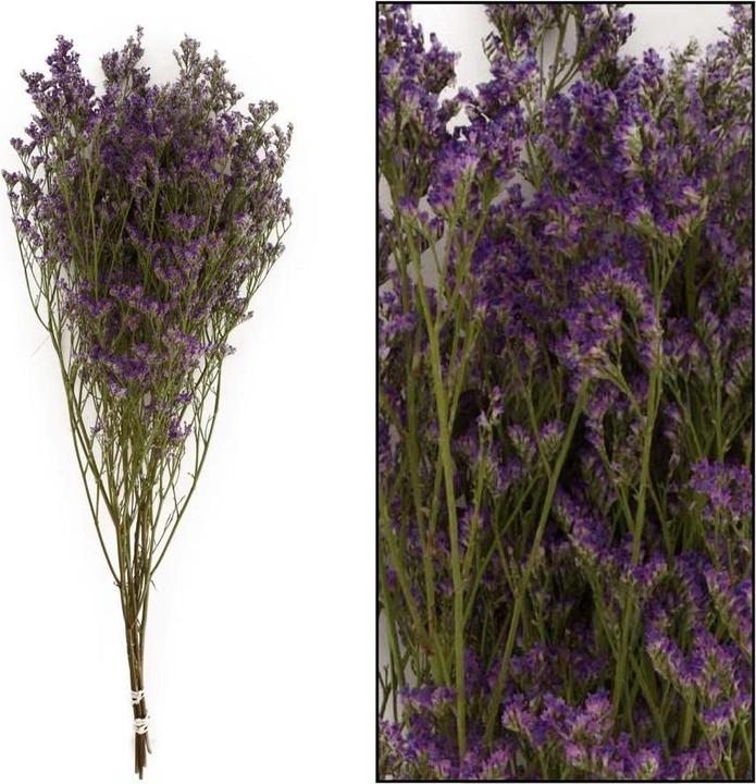 Produktbild Dijk Strandflieder - Limonium (Trockenblumen)