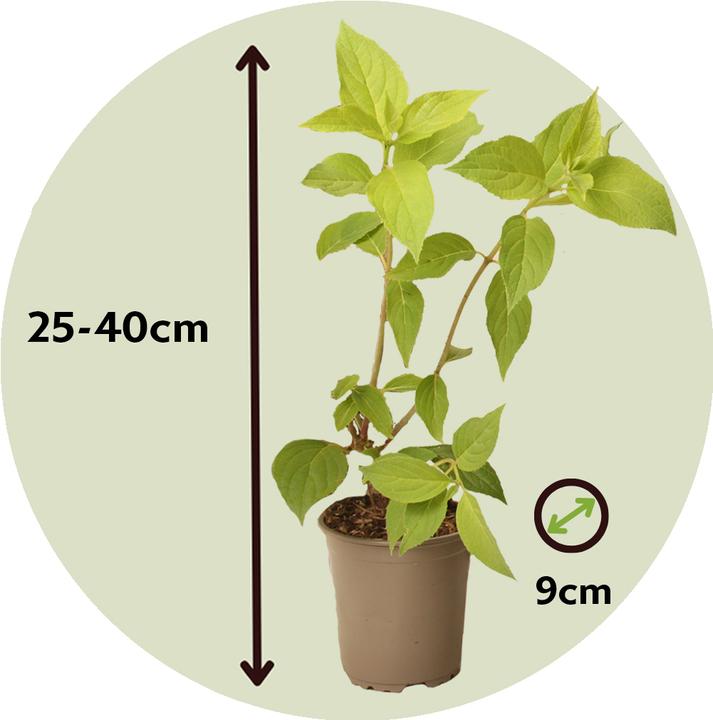 Produktbild Plant in a Box Hydrangea Paniculata 'Phantom' - 3er Set Hortensien (25 cm)