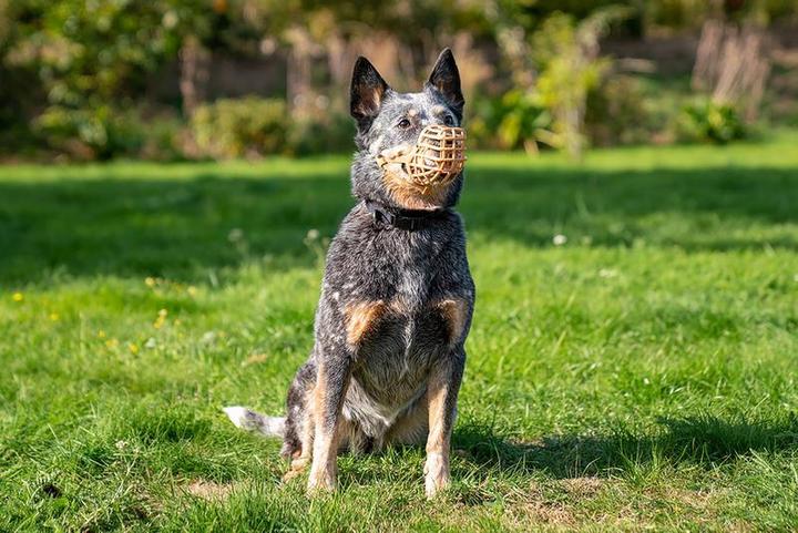 Immagine prodotto Company of Animals Muso classico Baskerville (Cane)
