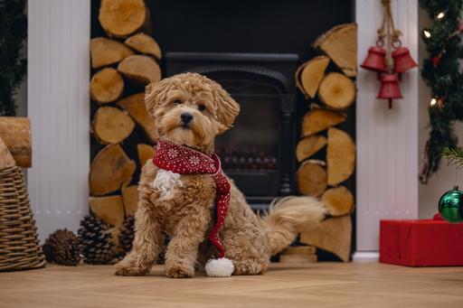 Immagine prodotto Beeztees Peluche di Natale (Bandana per cani)