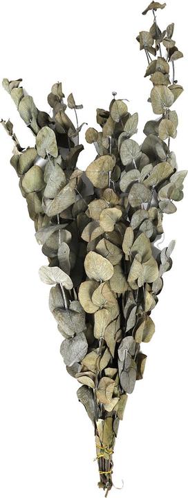 Dijk Eucalyptus - Eucalyptus (Fleurs séchées)