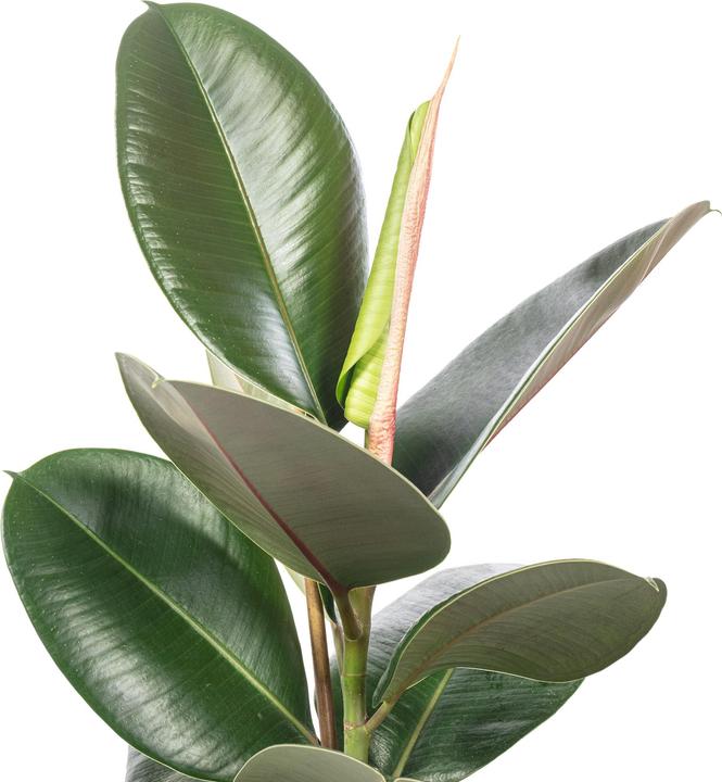 Produktbild Flowerbox Gummibaum - Ficus elastica "Robusta" (50 cm)