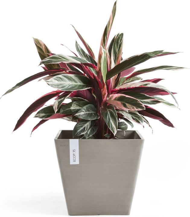 Actual product image Ecopots Rotterdam (50 cm)