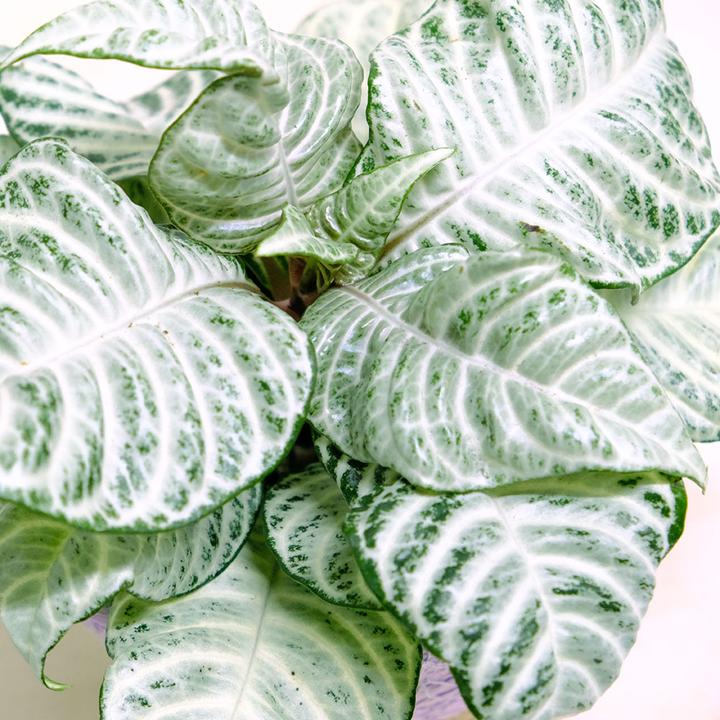 Actual product image VEG and the City Jonuta (Glossy basket - Aphelandra squarrosa White wash) (22 cm)