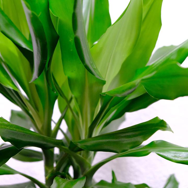 Actual product image VEG and the City Lafia (Dragon Tree - Dracaena steudneri) (105 cm)