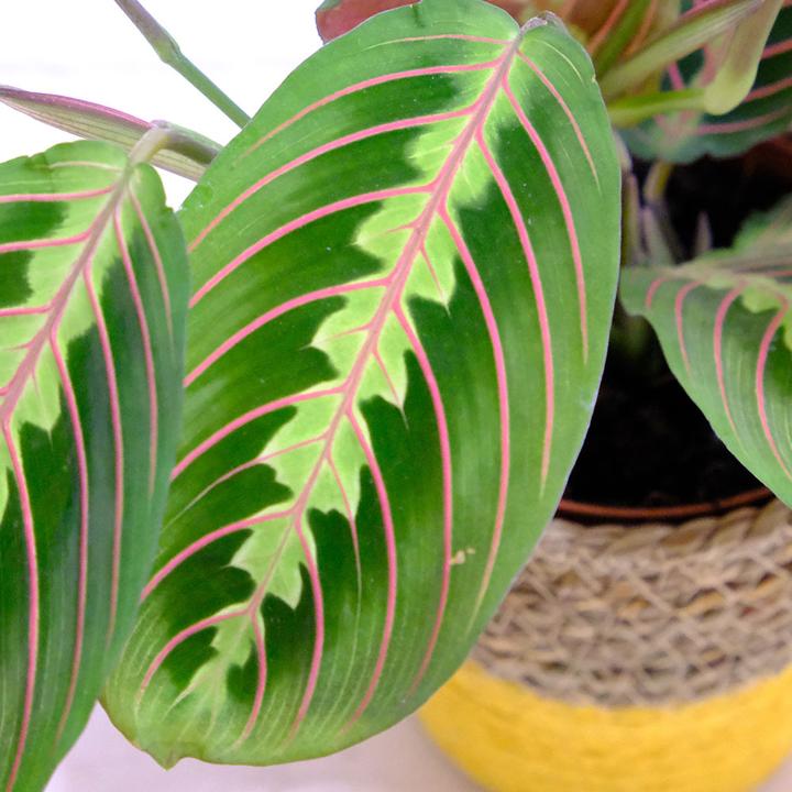 Actual product image VEG and the City Tanara (Arrowroot - Maranta leuconeura tricolor) (35 cm)