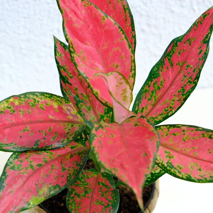 Actual product image VEG and the City Tangki (cob thread - Aglaonema cherry baby) (25 cm)