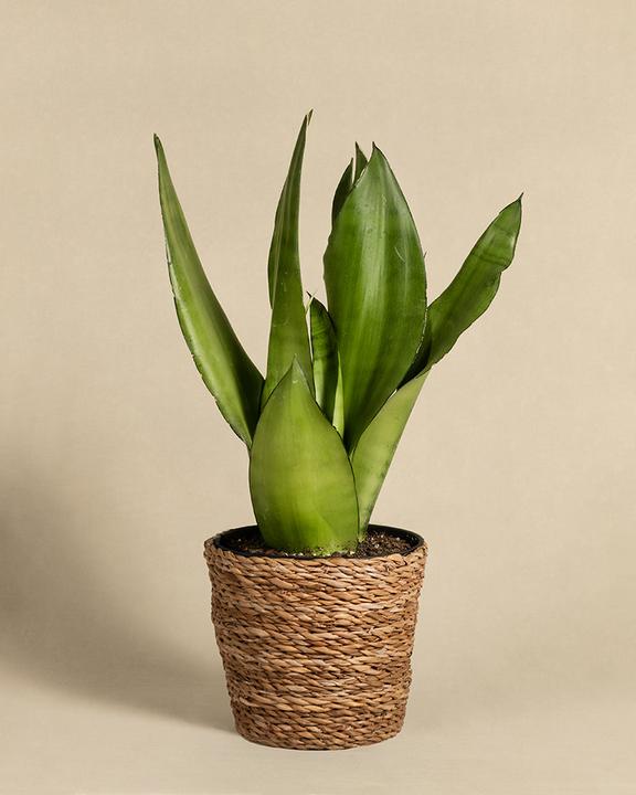 feey Moonshine (45 cm, Frisch umgetopft)