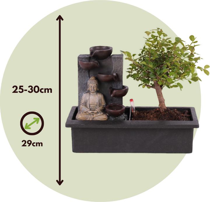 Produktbild Plant in a Box Bonsai Ligustrum, Carmona, Ficus Retusa, Syzygium, Sageretia - Bonsai Wassersystem Buddha (35 cm)