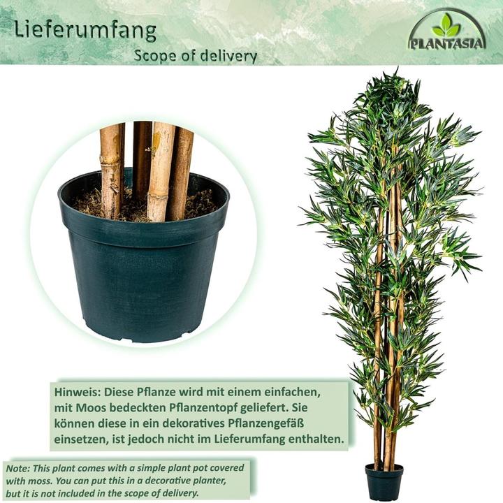 Image du produit Plantasia Bambou Arbuste (160 cm)