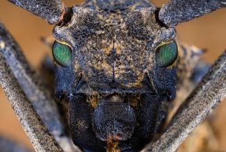 Immagine prodotto Venus Optic 65mm f/2.8 2x Ultra Macro Canon EF-M (Canon EF, APS-C / DX)