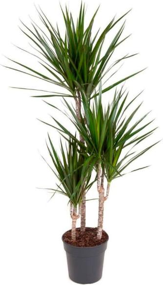 Immagine prodotto Fresca-Plant Dracaena Marginata (21 cm)