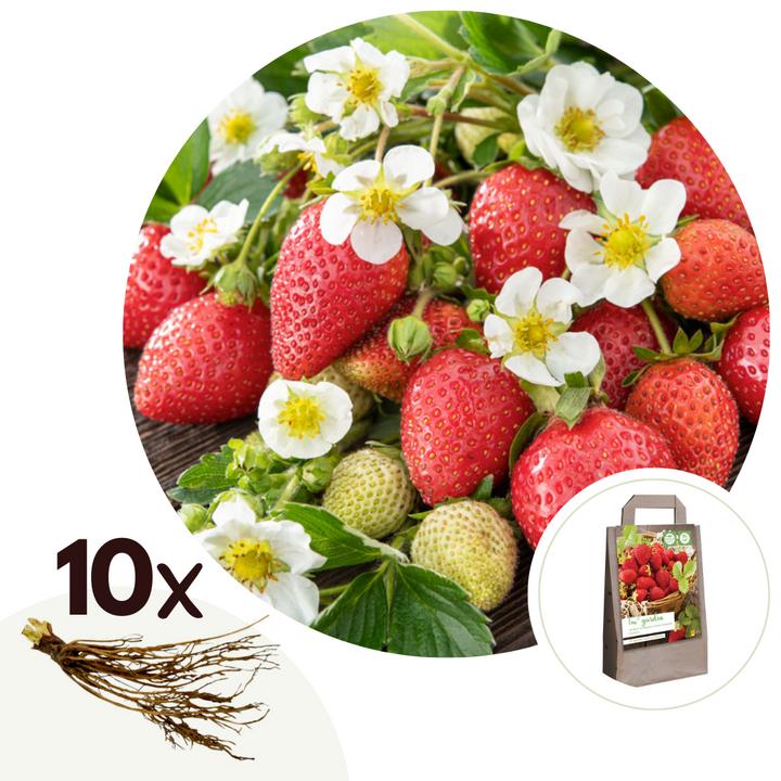 Actual product image Plant in a Box Fragaria Elsanta - (10 cm)
