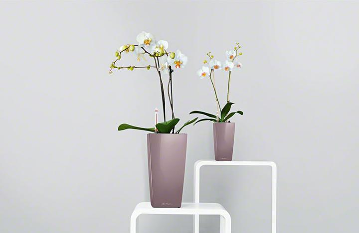 Image du produit Lechuza Mini Cubi (9.50 cm)