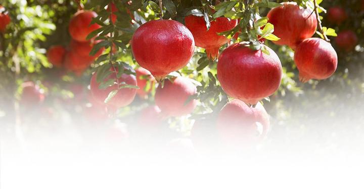 Produktbild Weleda Granatapfel (50 ml)