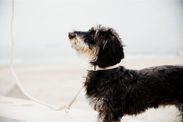 Produktbild Kentucky Dogwear Hundeleine Wool 200 cm (Hund, Hundesport)