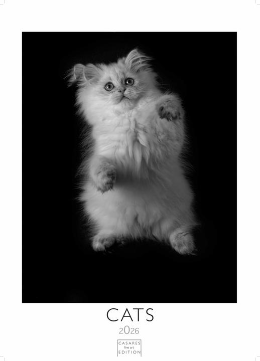 Actual product image Cats 2026 S 29x21cm (29 x 21 cm, German)