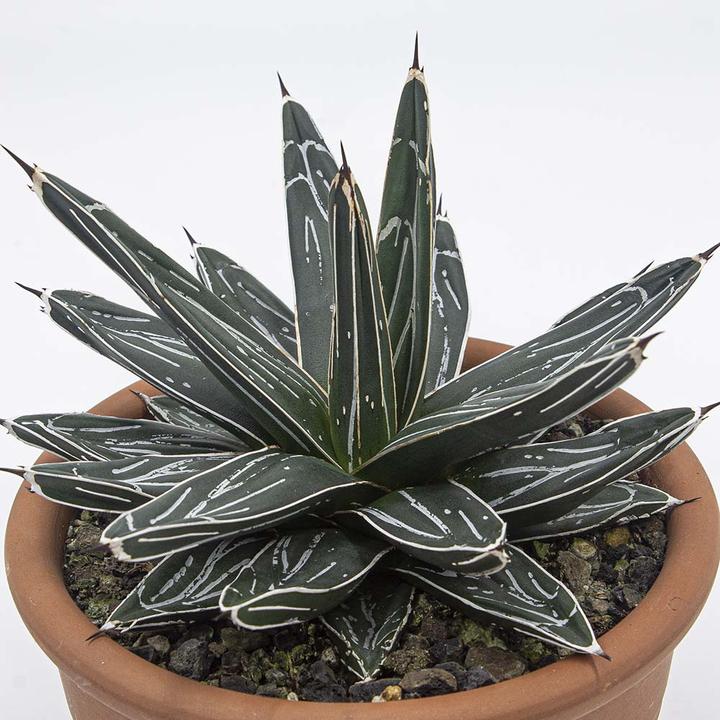 Produktbild Kakteen Gautschi Agave victoria reginae (25 cm)